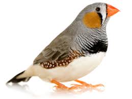 Attēlu rezultāti vaicājumam “Passeriformes”