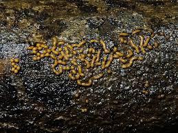 Attēlu rezultāti vaicājumam “Perichaena corticalis sessile”