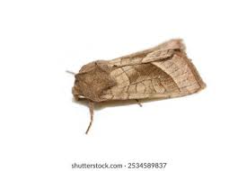 Attēlu rezultāti vaicājumam “Hydraecia micacea”