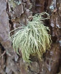 Attēlu rezultāti vaicājumam “Usnea hirta”