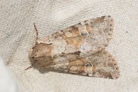 Attēlu rezultāti vaicājumam “Apamea sordens”