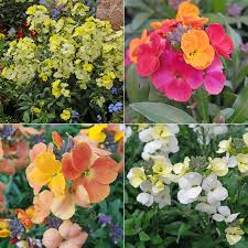 Image result for Cheiranthus cheiri