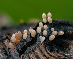 Attēlu rezultāti vaicājumam “Comatricha ellae”