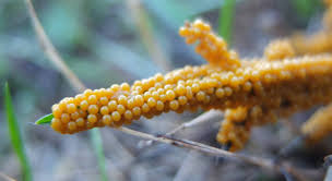 Attēlu rezultāti vaicājumam “Trichia flavicoma spores”