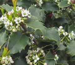 Attēlu rezultāti vaicājumam “Ilex x meserveae”