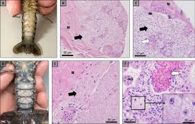 Attēlu rezultāti vaicājumam “Badhamia affinis var. microspora macro”