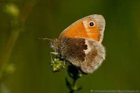 Attēlu rezultāti vaicājumam “Coenonympha pamphilus upperside”