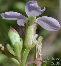 Attēlu rezultāti vaicājumam “Cakile maritima subsp. baltica flower”