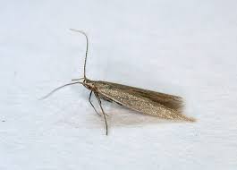 Attēlu rezultāti vaicājumam “Coleophora alticolella”