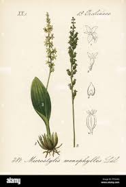 Attēlu rezultāti vaicājumam “Malaxis monophyllos leaf”