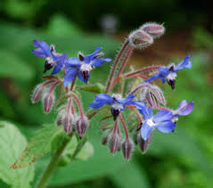 Attēlu rezultāti vaicājumam “Borago officinalis”