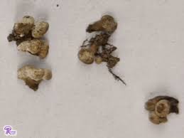 Attēlu rezultāti vaicājumam “Phleogena faginea”