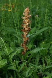 Attēlu rezultāti vaicājumam “Orobanche reticulata”