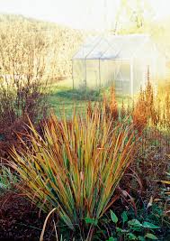 Attēlu rezultāti vaicājumam “Iris sibirica leaf”
