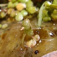 Attēlu rezultāti vaicājumam “Lemna gibba”