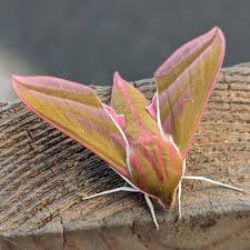 Attēlu rezultāti vaicājumam “Deilephila elpenor”