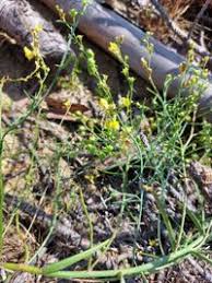 Attēlu rezultāti vaicājumam “Linaria loeselii”