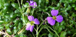 Attēlu rezultāti vaicājumam “Aubrieta deltoidea flower”