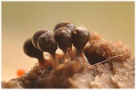 Attēlu rezultāti vaicājumam “Trichia botrytis var. cerifera”