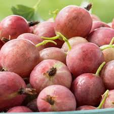 Attēlu rezultāti vaicājumam “Ribes uva-crispa fruit”