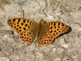 Attēlu rezultāti vaicājumam “Issoria lathonia”