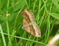 Attēlu rezultāti vaicājumam “Scotopteryx chenopodiata”