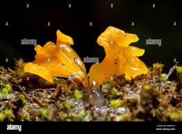 Attēlu rezultāti vaicājumam “Dacrymyces chrysospermus spores”