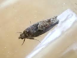 Attēlu rezultāti vaicājumam “Epinotia immundana”