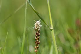 Attēlu rezultāti vaicājumam “Bistorta vivipara flower”
