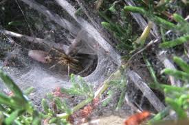 Attēlu rezultāti vaicājumam “Agelenidae”