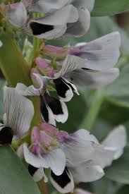 Attēlu rezultāti vaicājumam “Vicia faba flower”