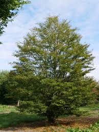 Attēlu rezultāti vaicājumam “Fagus sylvatica fo. laciniata bud”