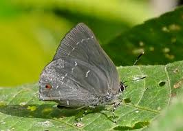 Attēlu rezultāti vaicājumam “Theclinae”