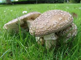 Attēlu rezultāti vaicājumam “Amanita excelsa”