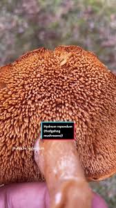 Attēlu rezultāti vaicājumam “Hydnum repandum”