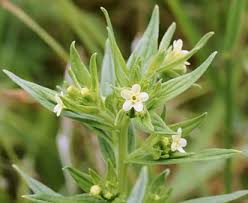 Attēlu rezultāti vaicājumam “Lithospermum officinale”