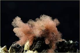 Attēlu rezultāti vaicājumam “Arcyria incarnata young”