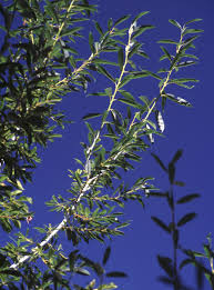 Attēlu rezultāti vaicājumam “Salix daphnoides”