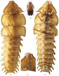 Attēlu rezultāti vaicājumam “Hadula trifolii larva”