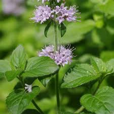 Attēlu rezultāti vaicājumam “Mentha aquatica leaf”