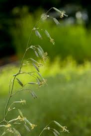 Attēlu rezultāti vaicājumam “Silene chlorantha”
