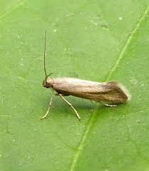 Attēlu rezultāti vaicājumam “Glyphipterigidae”