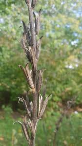 Attēlu rezultāti vaicājumam “Oenothera biennis fruit”