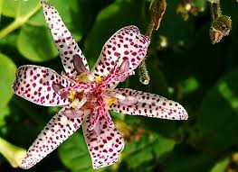 Attēlu rezultāti vaicājumam “Liceaceae”