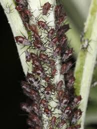 Attēlu rezultāti vaicājumam “Macrosiphoniella absinthii”