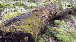 Attēlu rezultāti vaicājumam “Platydictya jungermannioides”