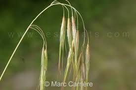 Attēlu rezultāti vaicājumam “Anisantha tectorum”