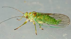 Attēlu rezultāti vaicājumam “Psylla alni nymph”