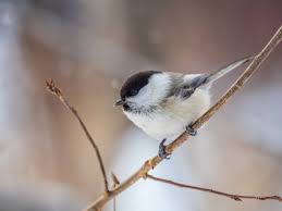 Attēlu rezultāti vaicājumam “Poecile montanus adult”