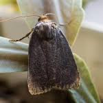 Attēlu rezultāti vaicājumam “Amphipyra livida”